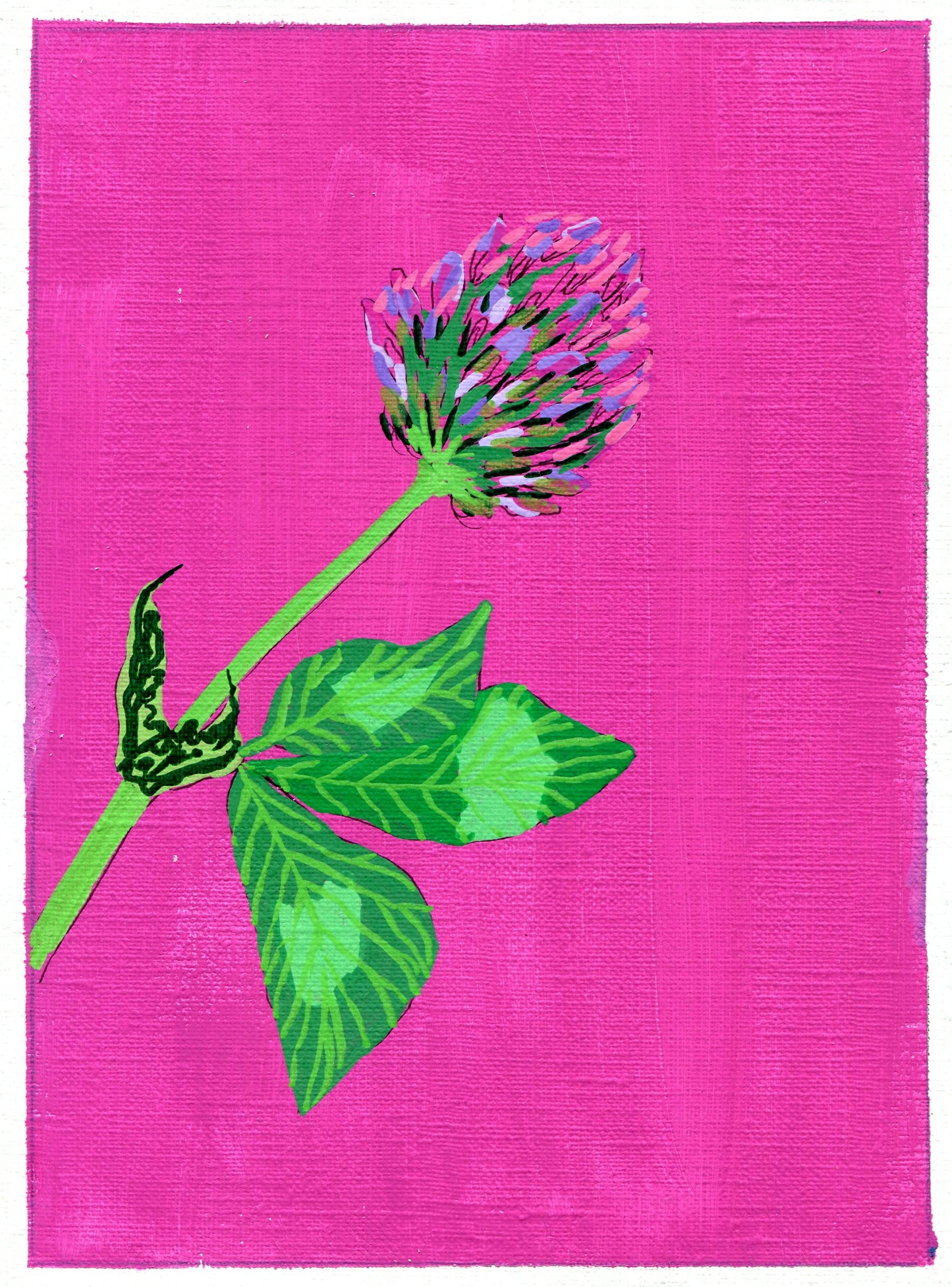 Red clover