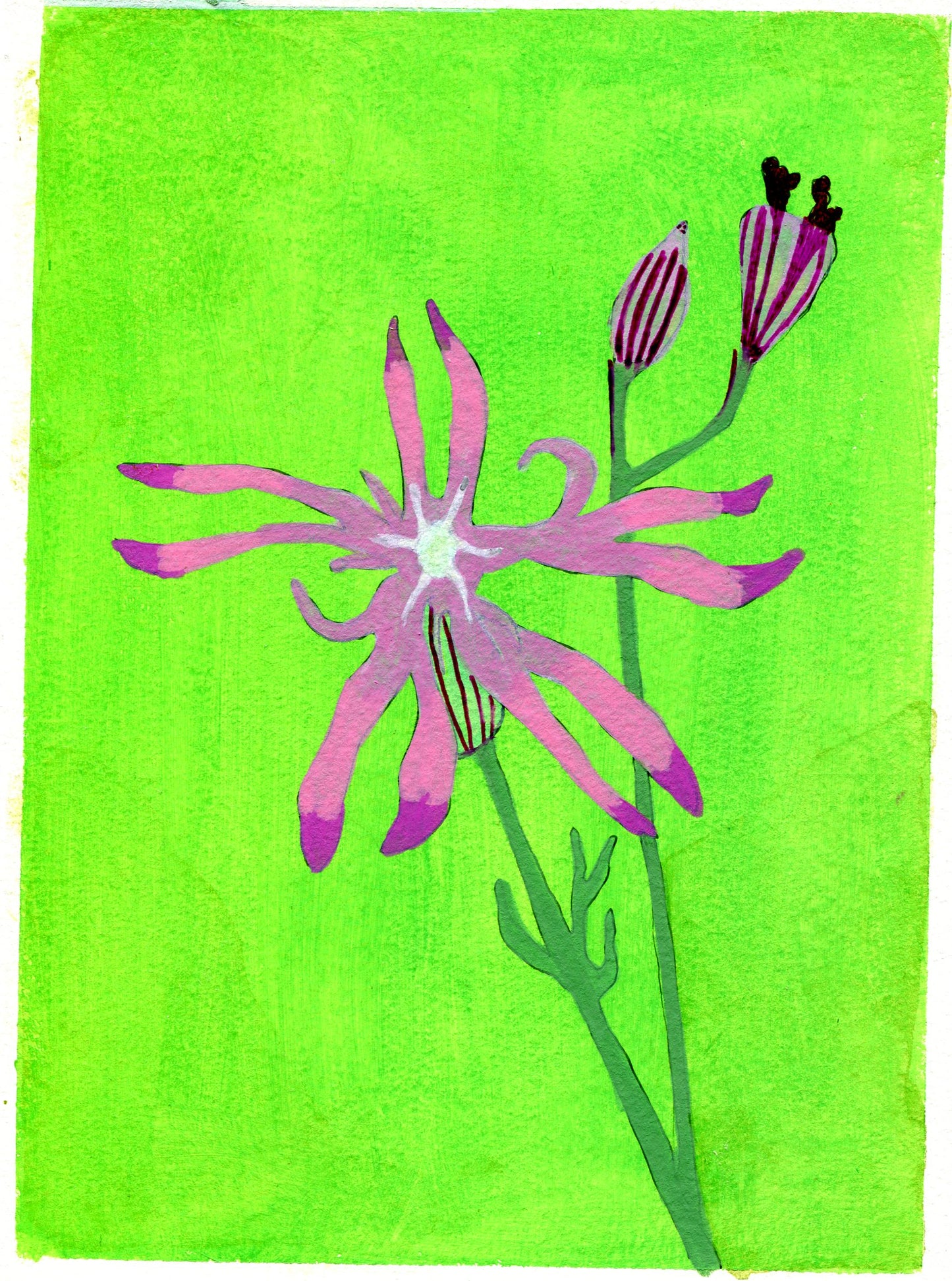 Ragged-robin