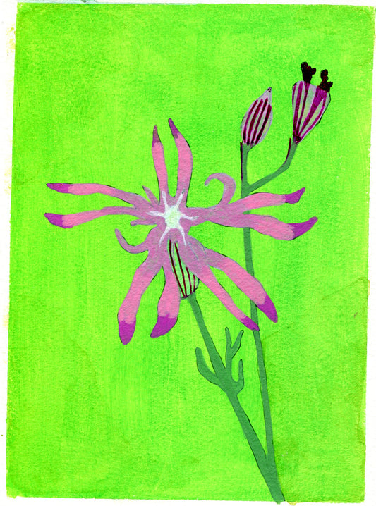 Ragged-robin