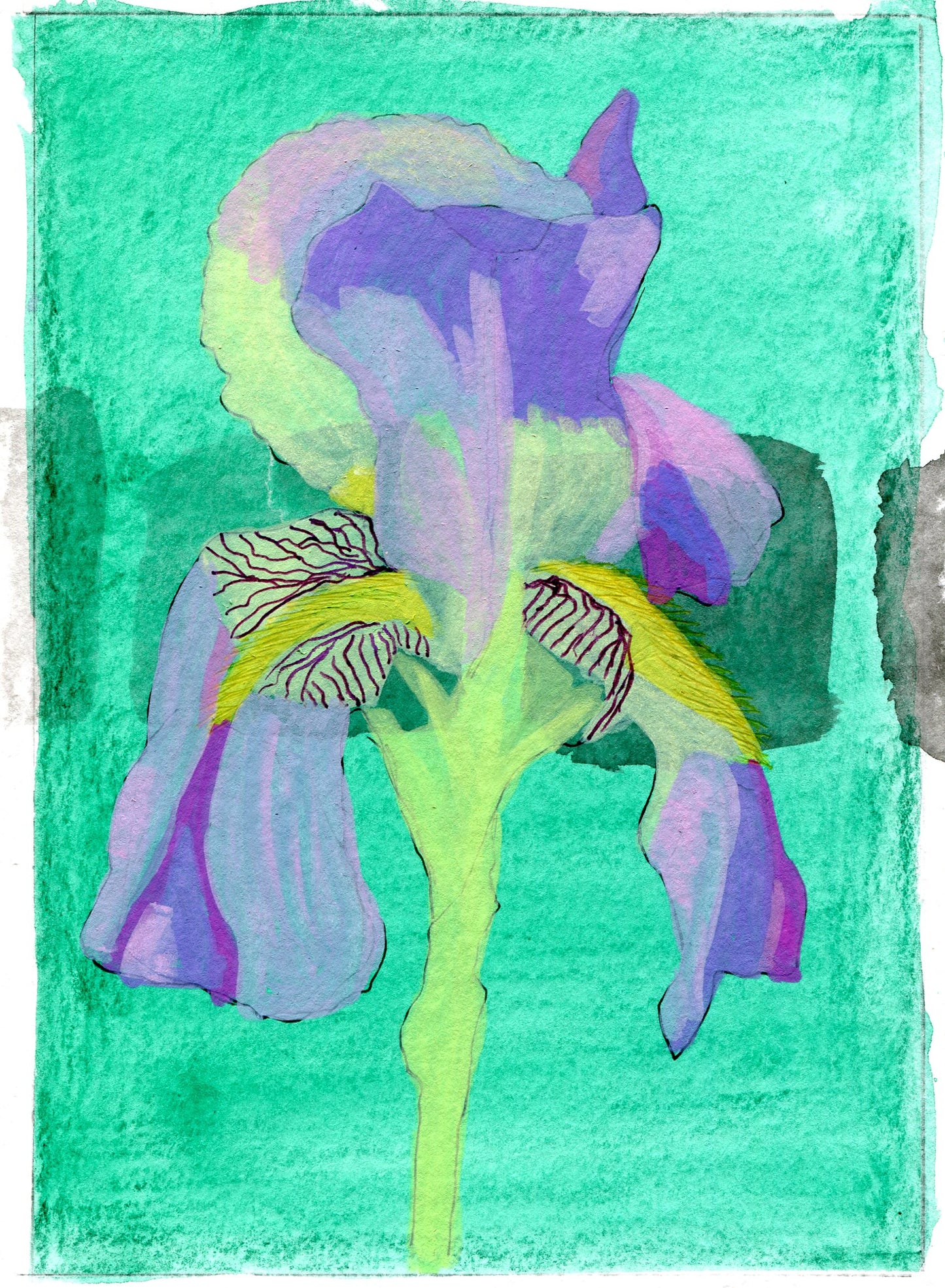 Mesopotamian Iris