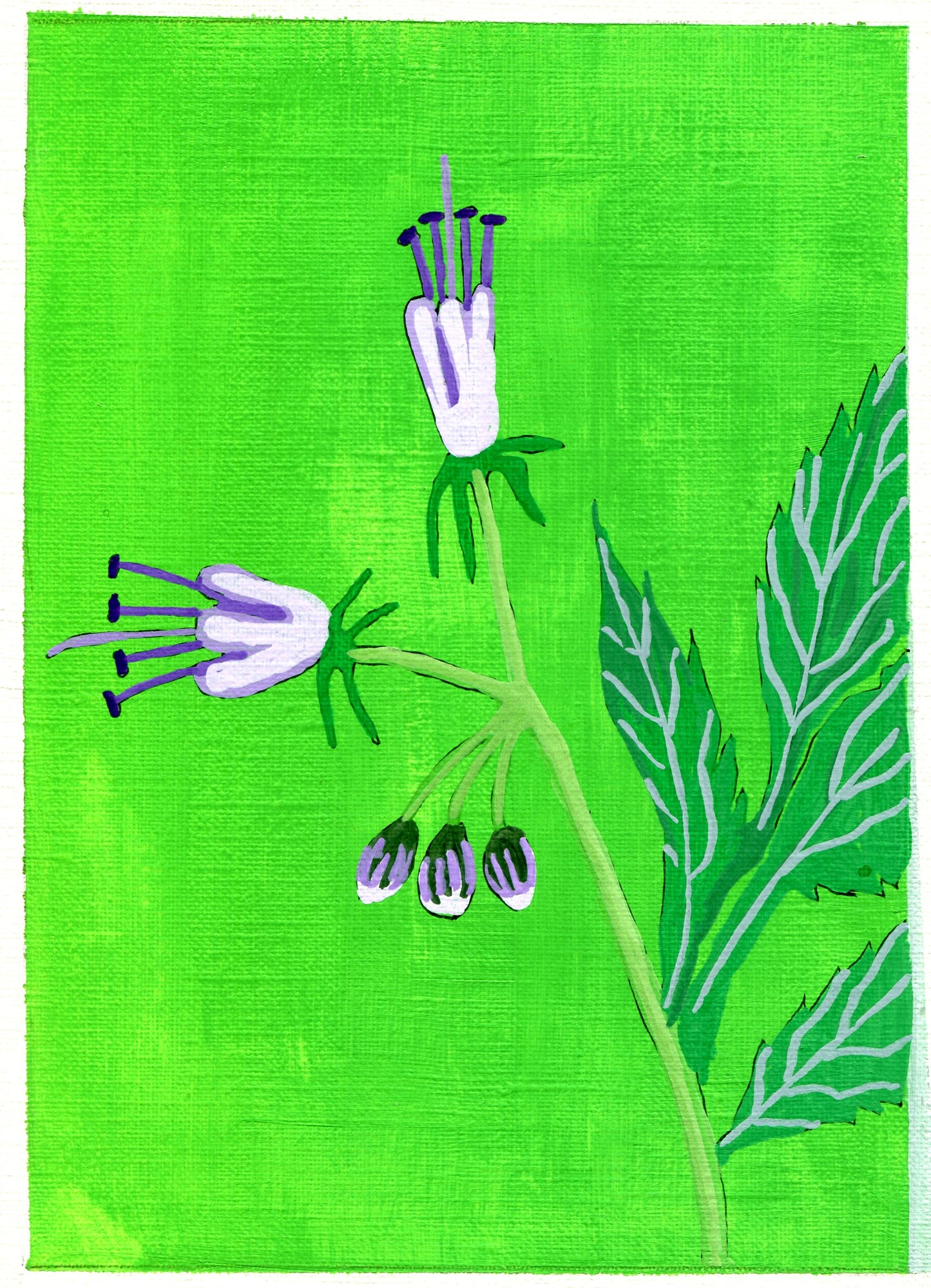 Eastern Waterleaf