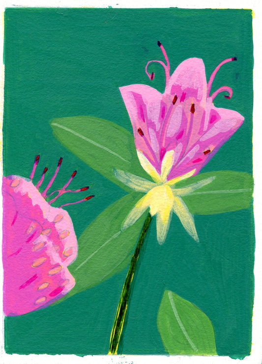 Rhododendron.