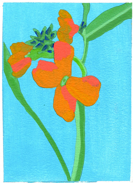 Wallflower